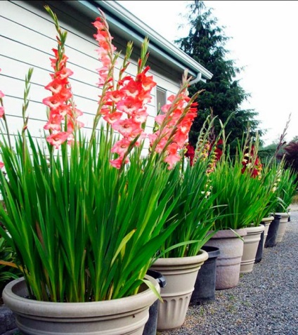 Cum să crească gladioli în ghivece în țară și pe balcon