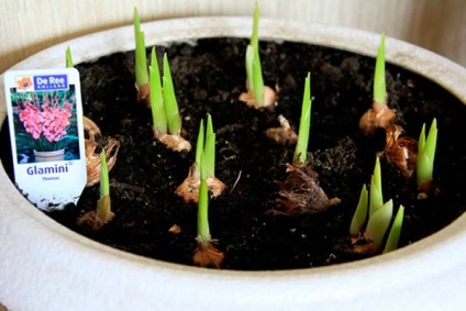 Cum să crească gladioli în ghivece în țară și pe balcon