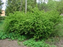 Cum să crești un pădur în țară, un horticulturist (fermier)