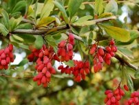 Cum să crești un pădur în țară, un horticulturist (fermier)