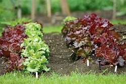 Cum să crească o salată în țară