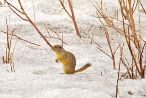 Cum animalele se pregătesc pentru hibernare simple răspunsuri la întrebări complexe