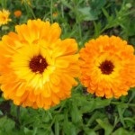 Calendula (medici de marigold), lumea hobby-urilor mele