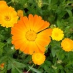 Calendula (medici de marigold), lumea hobby-urilor mele