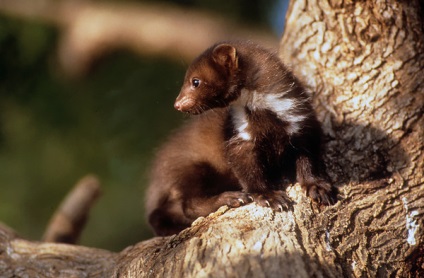 Kő marten vagy belovushka