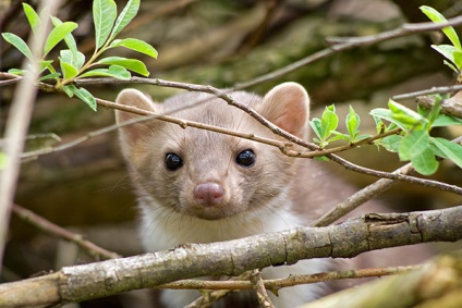 Kő marten vagy belovushka