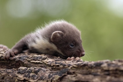 Kő marten vagy belovushka