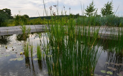 Lacul Reed »descriere» proprietăți utile »fotografie
