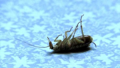 Gândiți-vă cum să scoateți insectele din casă