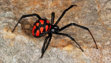 Karakurt sau văduvă neagră - un păianjen otrăvitor, locuința și reproducerea acestuia