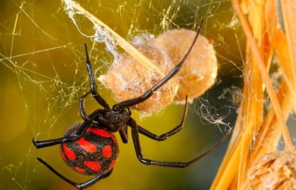 Karakurt, vagy fekete özvegy - egy mérges pók, élőhelyét és a reprodukció
