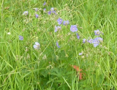 Catalogul plantelor sălbatice din regiunea Moscovei, catalogul de plante de interior, floricultură interioară