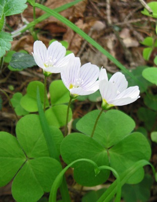 Catalogul plantelor sălbatice din regiunea Moscovei, catalogul de plante de interior, floricultură interioară