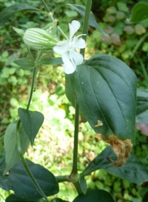 Catalogul plantelor sălbatice din regiunea Moscovei, catalogul de plante de interior, floricultură interioară