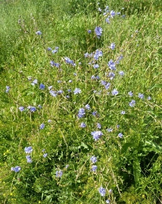 Catalogul plantelor sălbatice din regiunea Moscovei, catalogul de plante de interior, floricultură interioară