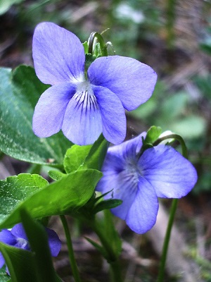 Catalogul plantelor sălbatice din regiunea Moscovei, catalogul de plante de interior, floricultură interioară