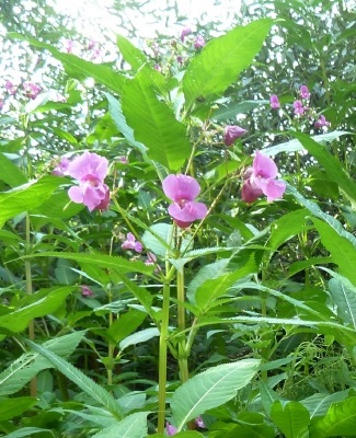 Catalogul plantelor sălbatice din regiunea Moscovei, catalogul de plante de interior, floricultură interioară