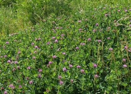 Catalogul plantelor sălbatice din regiunea Moscovei, catalogul de plante de interior, floricultură interioară