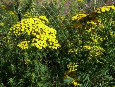 Catalogul plantelor sălbatice din regiunea Moscovei, catalogul de plante de interior, floricultură interioară