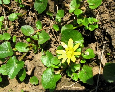 Catalogul plantelor sălbatice din regiunea Moscovei, catalogul de plante de interior, floricultură interioară