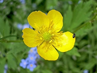 Catalogul de plante sălbatice din regiunea Moscova, catalogul de plante de interior, floricultură interioară