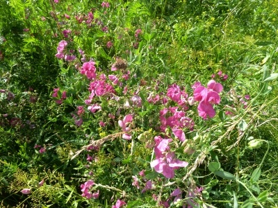 Catalogul plantelor sălbatice din regiunea Moscovei, catalogul de plante de interior, floricultură interioară