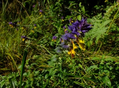 Catalogul plantelor sălbatice din regiunea Moscovei, catalogul de plante de interior, floricultură interioară