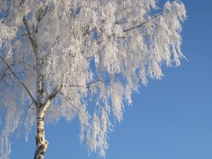 Ce arborează un copac înflorit, cireșe sau pere