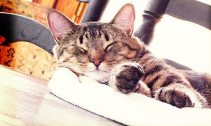 Miért álom egy macska, macskák álom értelmezés álom jelentését