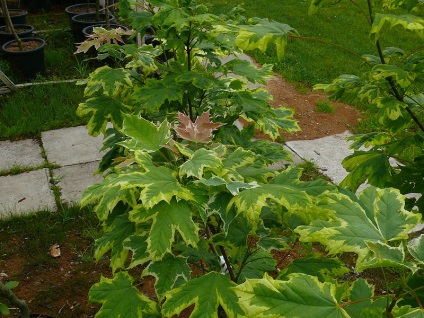 Acer platanoides, vagy platanolistny