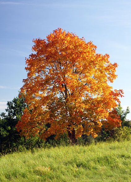 Acer platanoides, vagy platanolistny