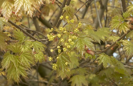 Acer platanoides, vagy platanolistny