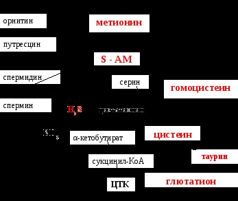 Imagine clinică