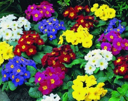 Cameră Primrose