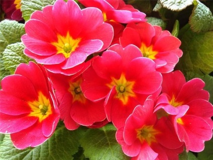 Cameră Primrose