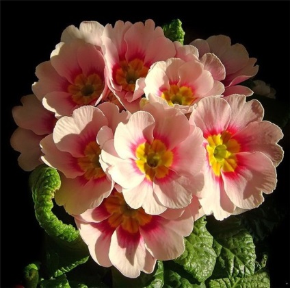 Cameră Primrose