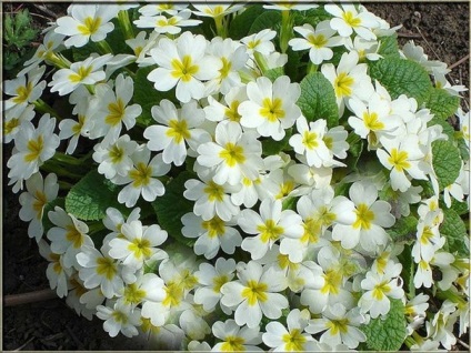 Cameră Primrose