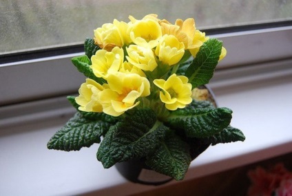 Cameră Primrose