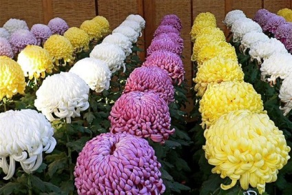 Coreea de crizanteme coreeană este în creștere și grooming