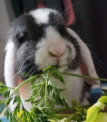Hrănire iepuri decorative legume, fructe și iarbă - iepurii