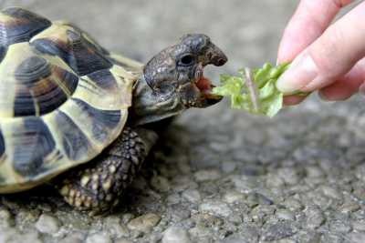 Alimentator pentru broaște țestoase și broaște țestoase roșii