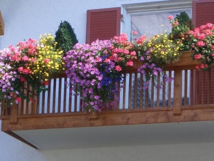 Grădină frumoasă pe balcon, fotografie