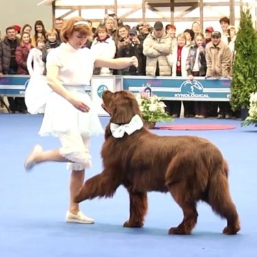 Un dans frumos cu un câine care îți taie răsuflarea