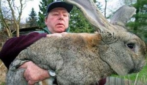 Rabbit rasa mare - alb, gri, belgian - cumpara, reproducere