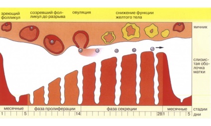 Sângele în timpul ovulației la femei cauzează, este normal sau nu, recomandările unui ginecolog