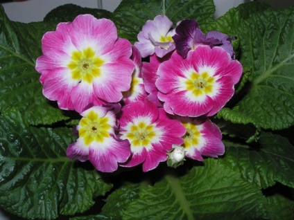 vásárolt primula