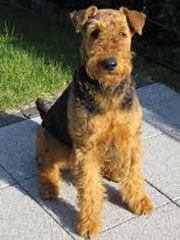 Airedale Terrier la domiciliu