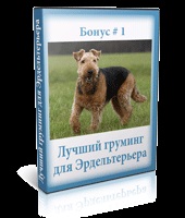 Airedale Terrier la domiciliu