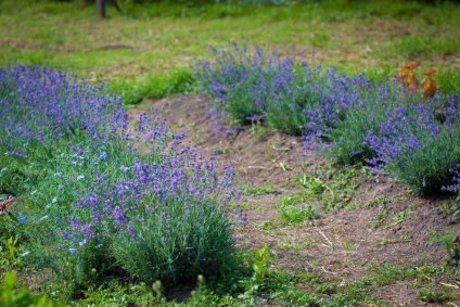 Lecții secrete de cultivare