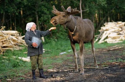 Ferma Elk în excursii kostroma, lapte lăsat